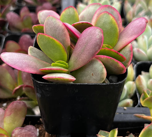 Crassula Platyphylla Pink Jade