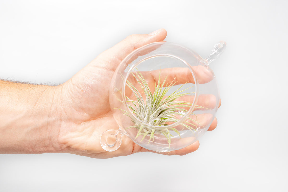 Hanging Globe Terrariums with Double-Hooks