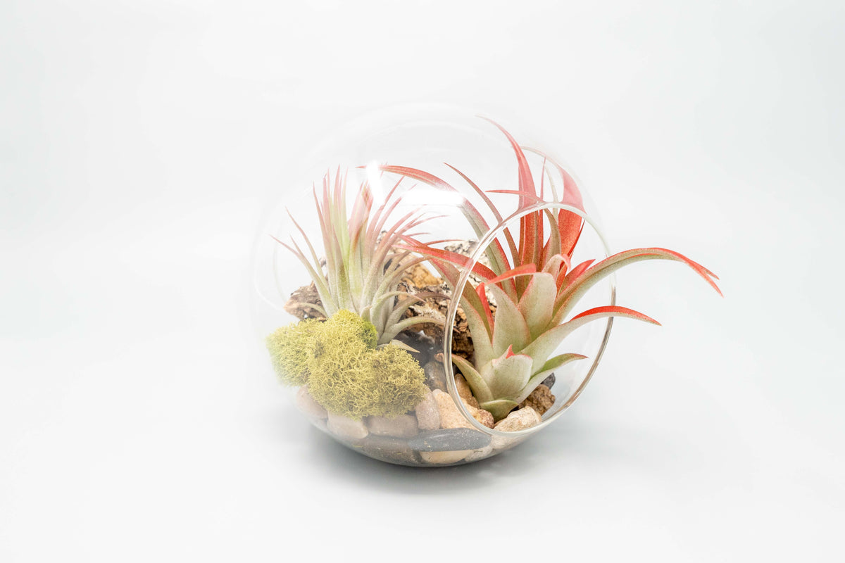 Large Hand-Blown Glass Terrarium with 2 Open Ends