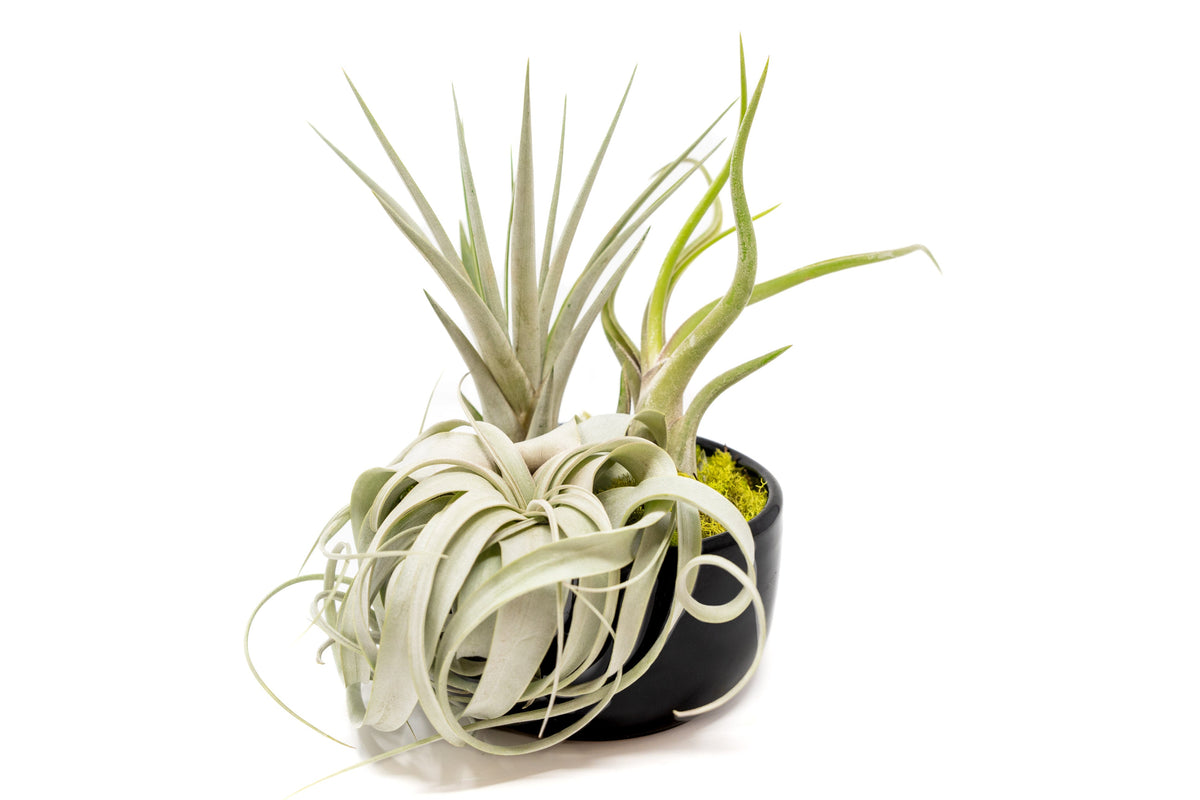 Large Fully Assembled Air Plant Bowl Garden