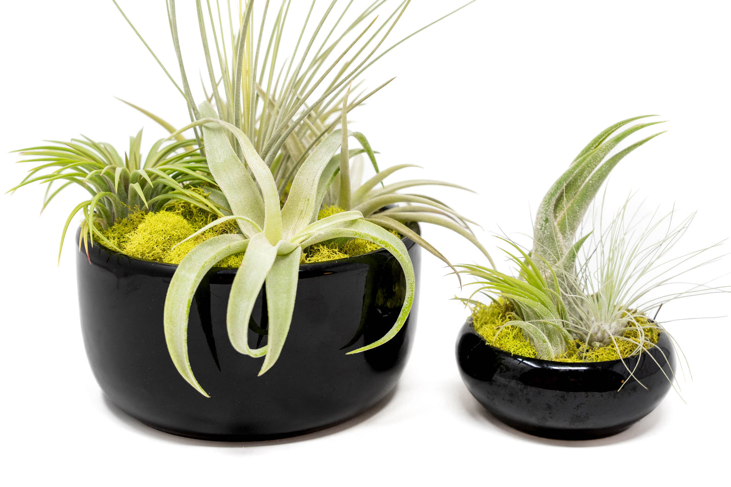Large Fully Assembled Air Plant Bowl Garden