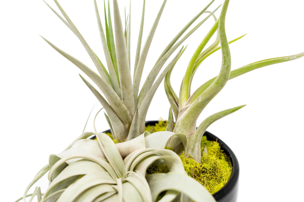 Large Fully Assembled Air Plant Bowl Garden