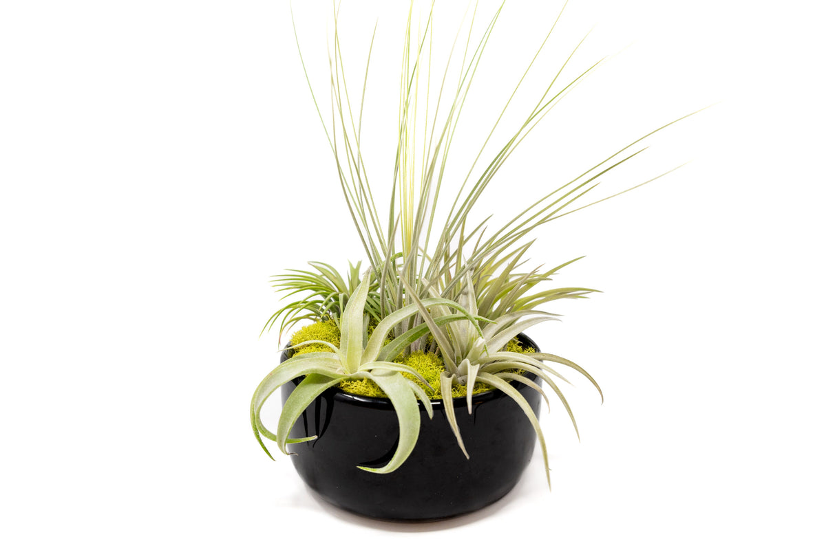Large Fully Assembled Air Plant Bowl Garden