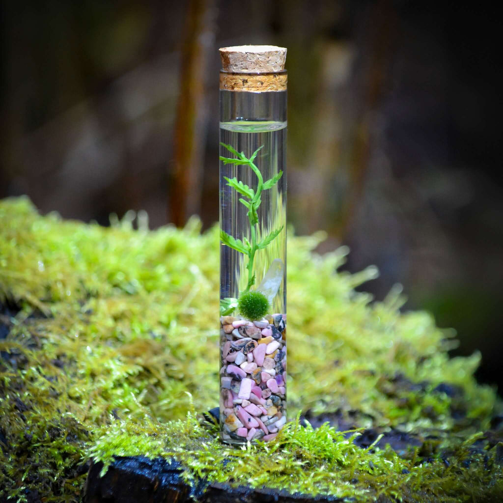 The Angie Hope & Healing Terrarium