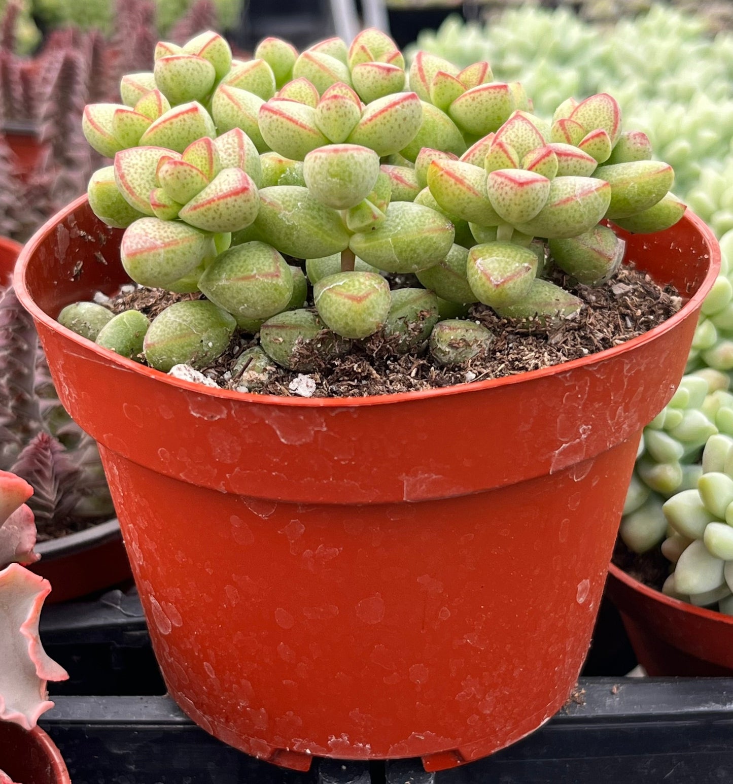 Crassula Brevifolia
