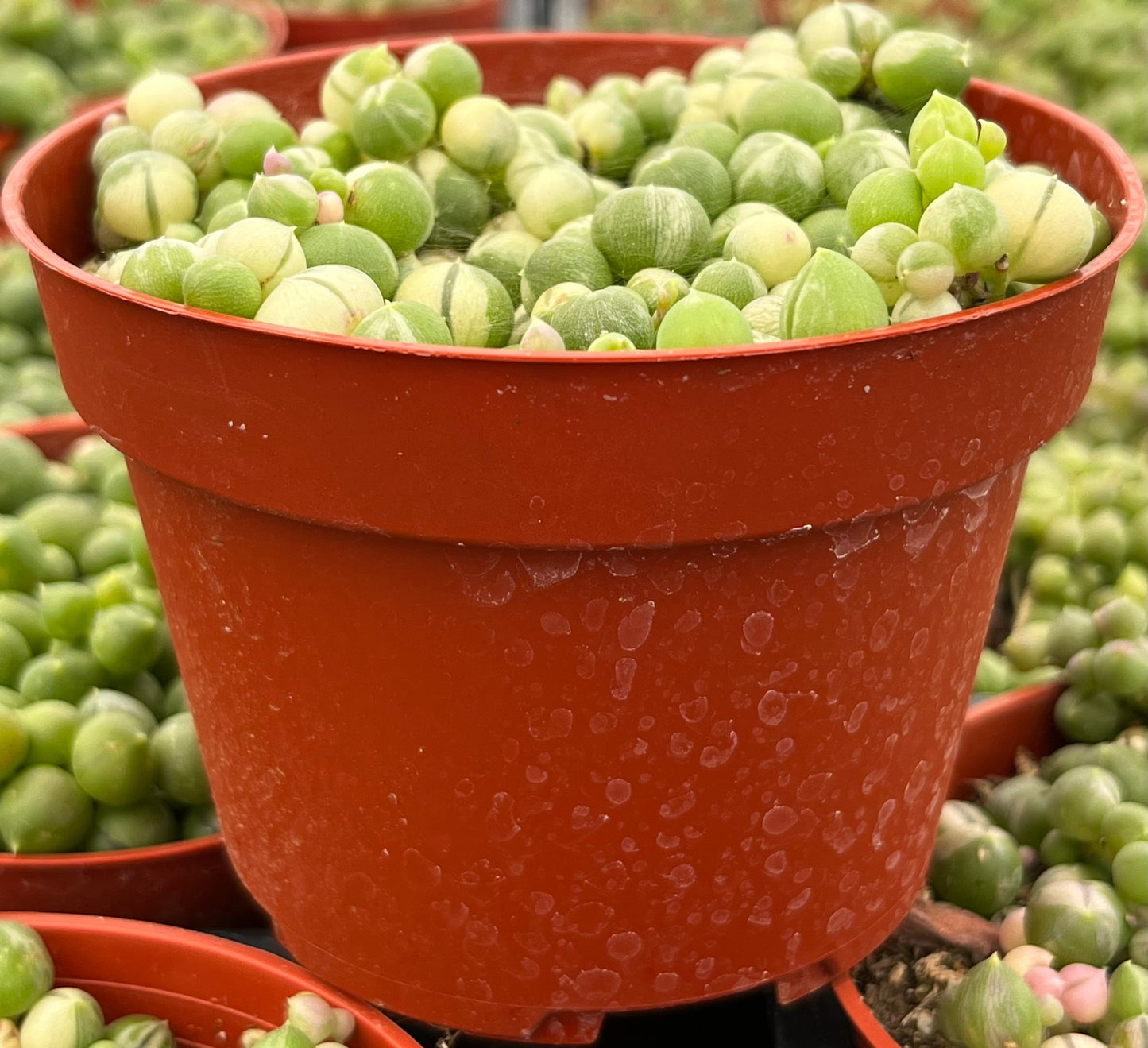 Variegated String of Pearls