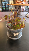 Begonia 35 - 1