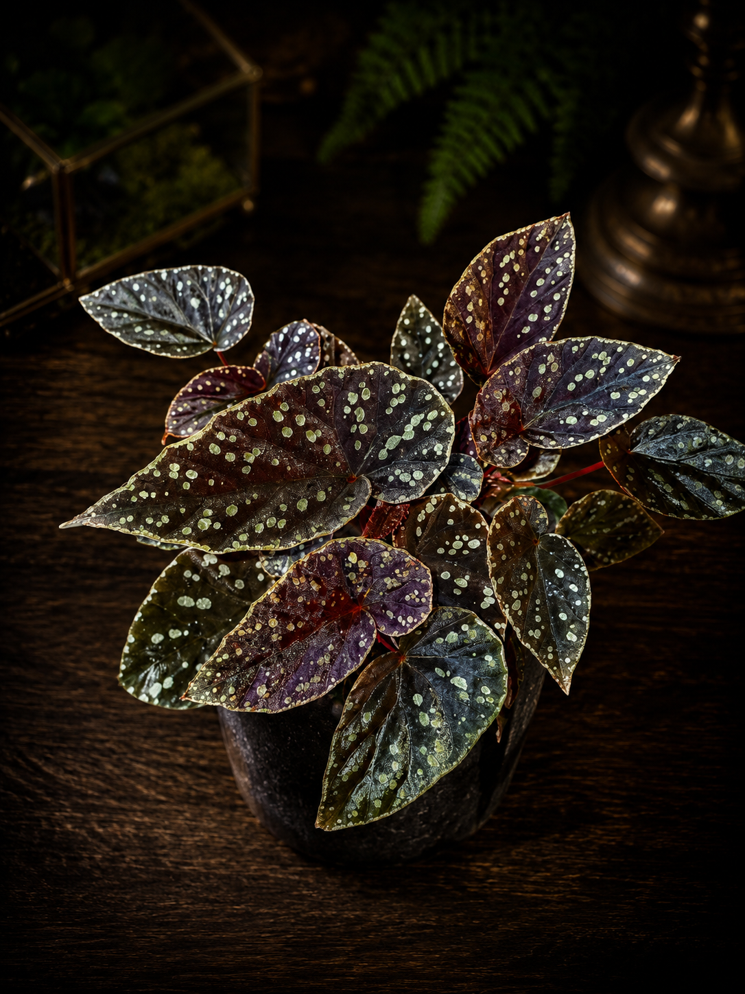 Begonia Royal Spots