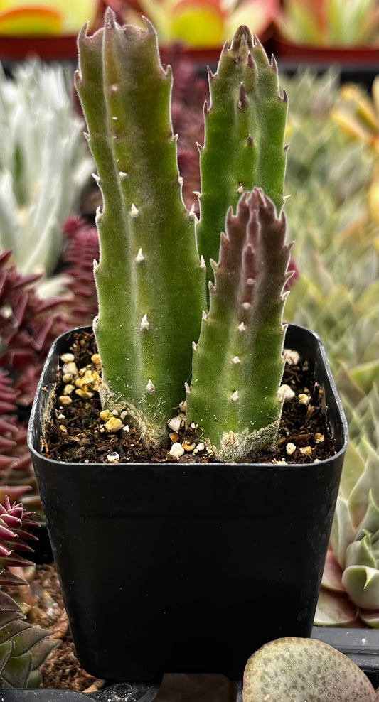 Stapelia Gigantea