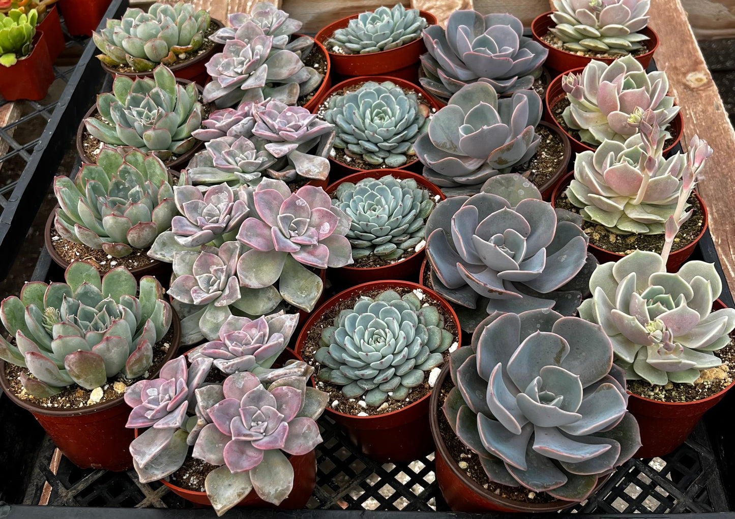 Bulk 4 inch Succulent Plants