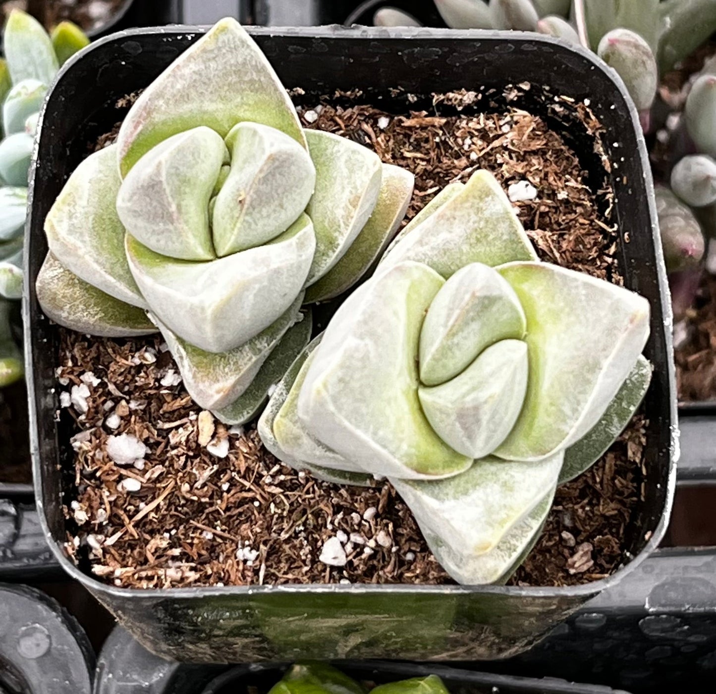 Crassula Moonglow