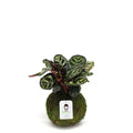 Calathea Makoyana | Moss Ball Kokedama