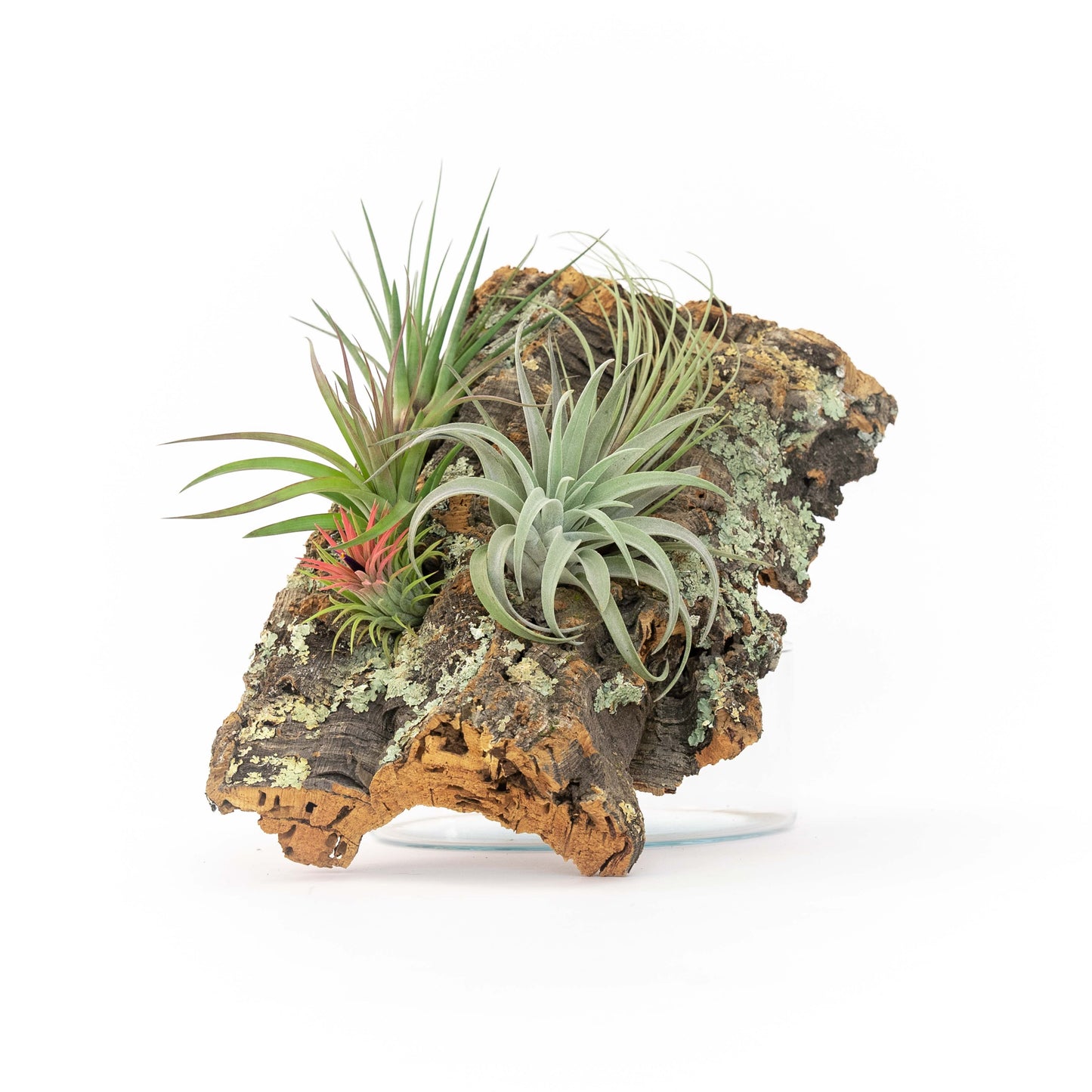 Large Cork Bark Display with 5 Tillandsia Air Plants & Waterproof Glue - About 10 X 16 Inches