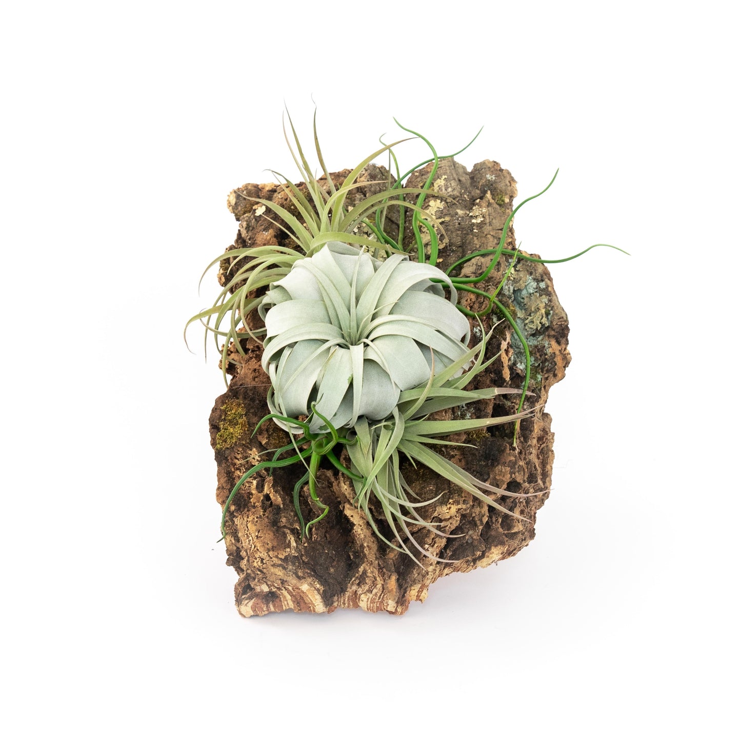 Large Cork Bark Display with 5 Tillandsia Air Plants & Waterproof Glue - About 10 X 16 Inches