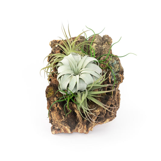 Large Cork Bark Display with 5 Tillandsia Air Plants & Waterproof Glue - About 10 X 16 Inches