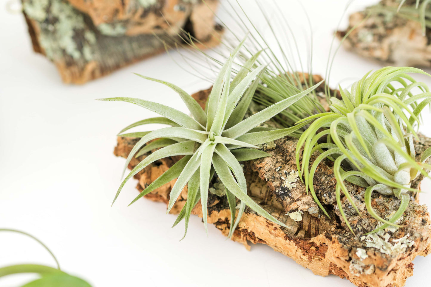 Medium Cork Bark Display with 4 Tillandsia Air Plants & Waterproof Glue -  Approximately 7 X 9 Inches