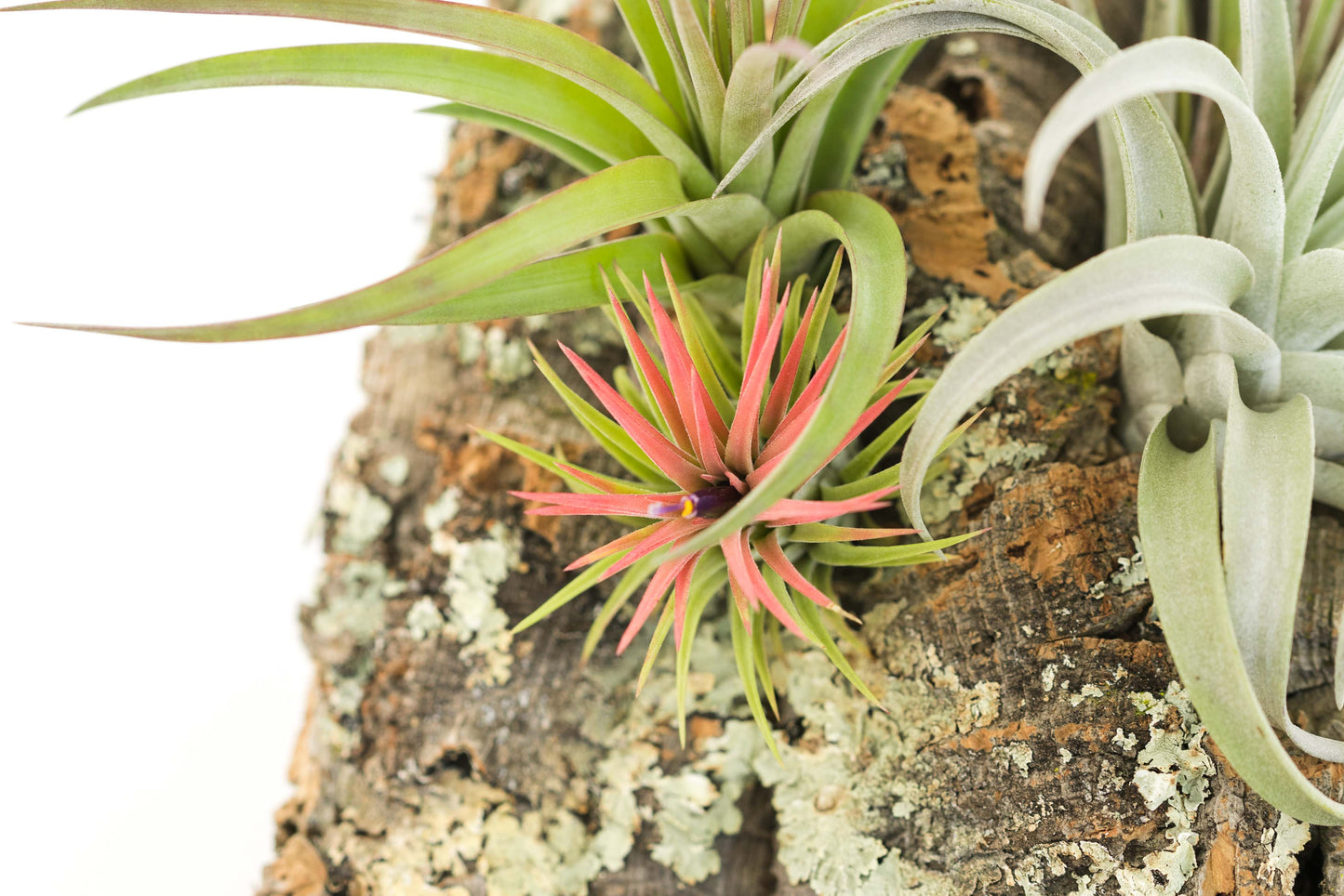 Large Cork Bark Display with 5 Tillandsia Air Plants & Waterproof Glue - About 10 X 16 Inches
