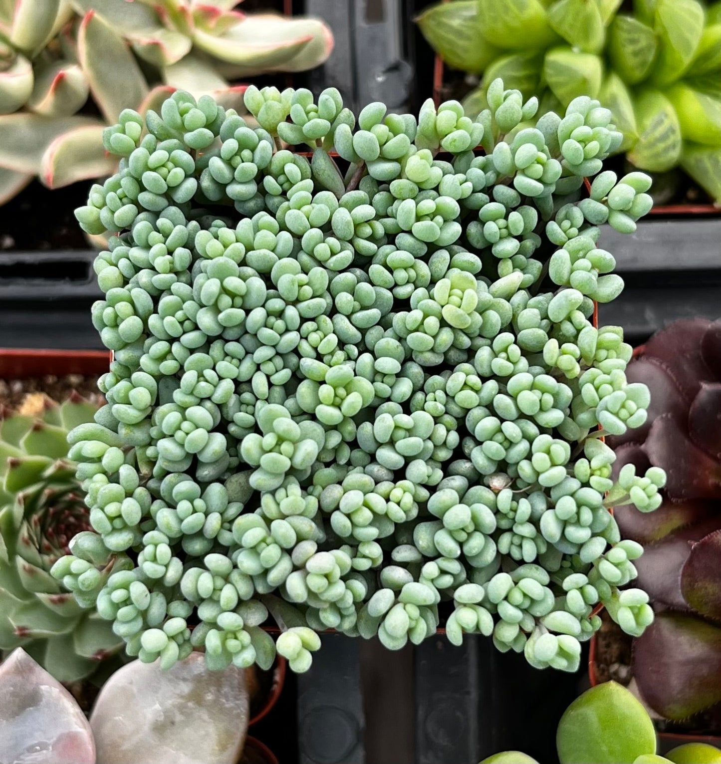 Corsican Stonecrop