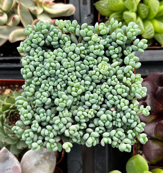 Corsican Stonecrop