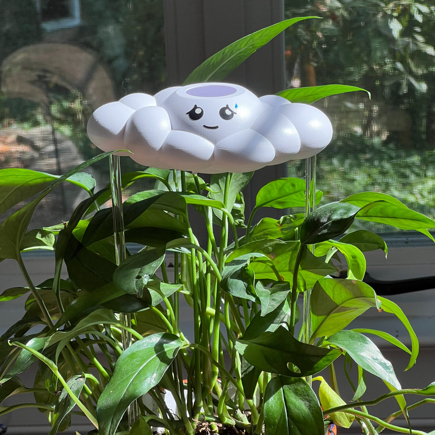 Cory the Cloud