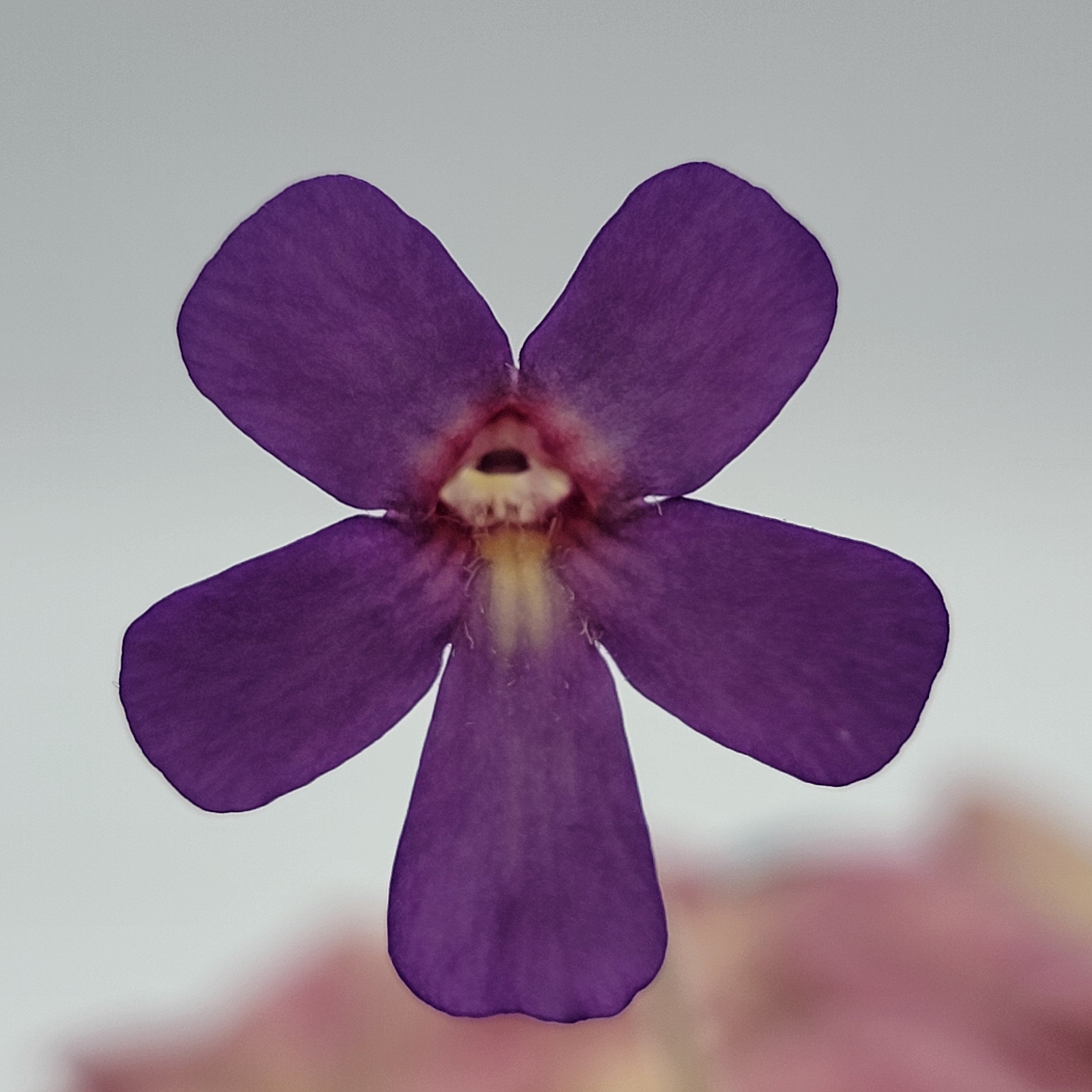Pinguicula "Countess De Ville"