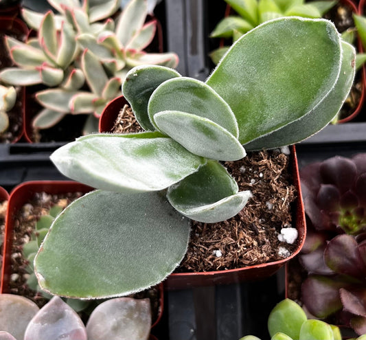 Crassula Cotyledonis