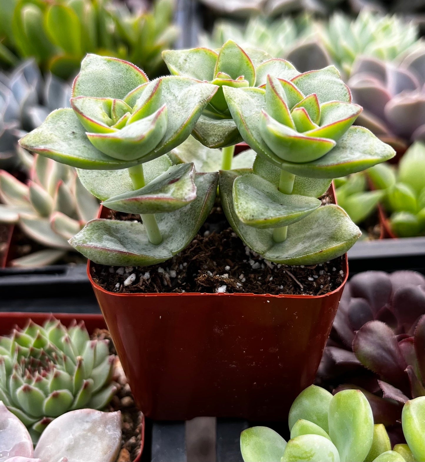 Crassula Ivory Towers
