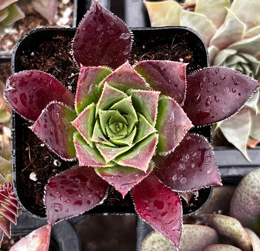 Sempervivum Devon Jewel