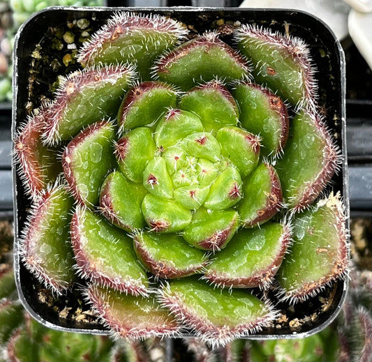 Echeveria Woolly Rose
