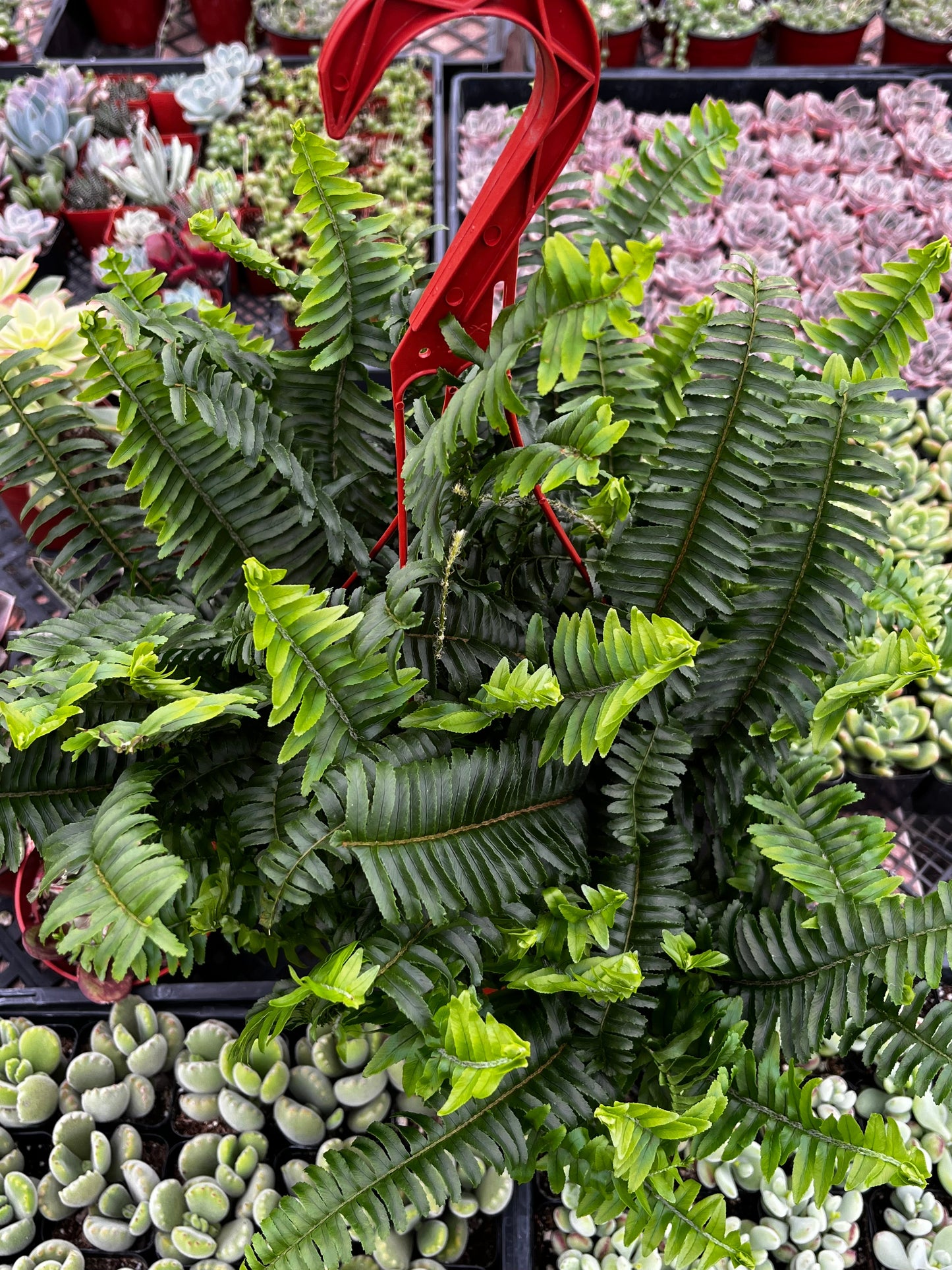 Indoor Hanging Fern Plant