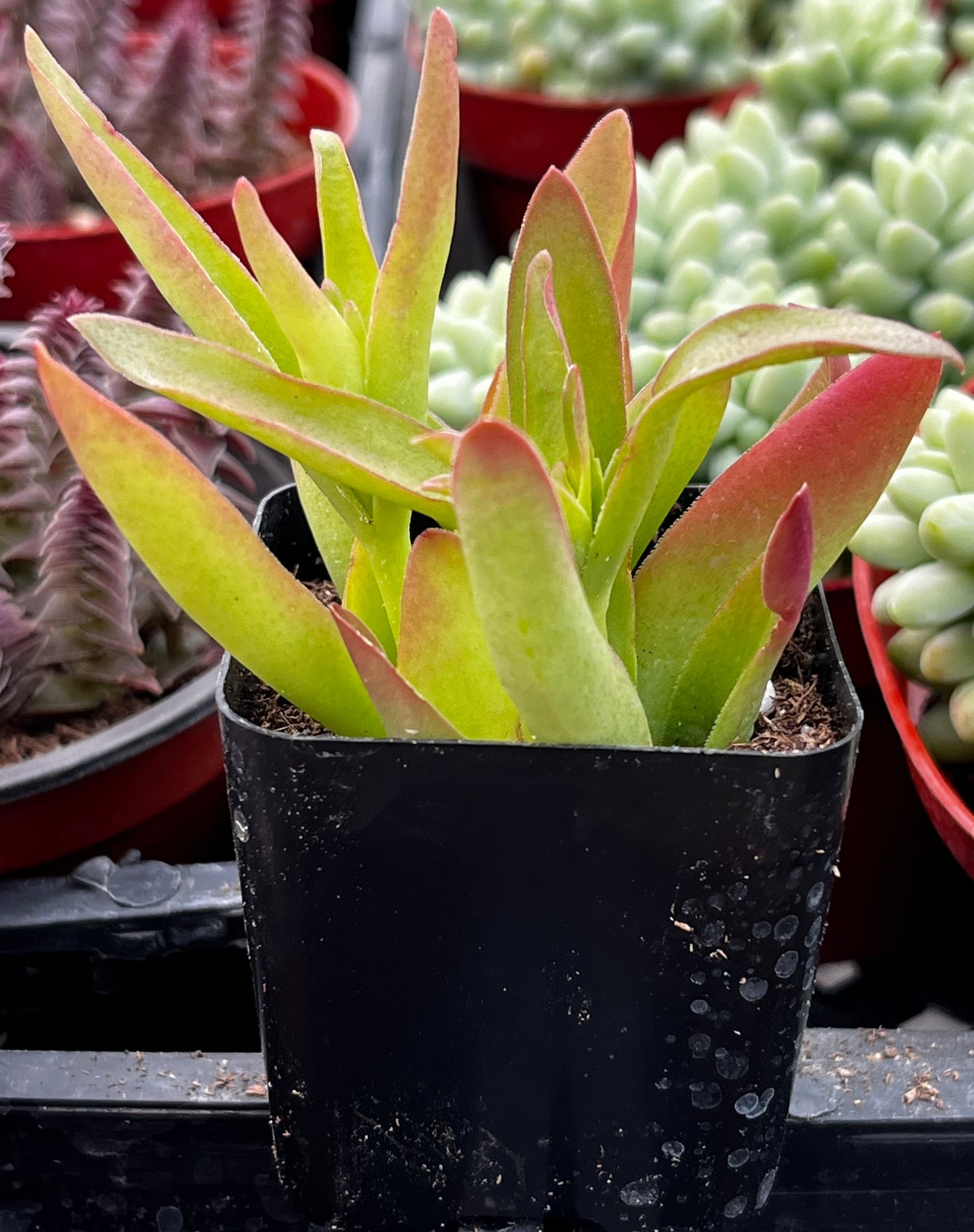 Crassula Capitella Campfire