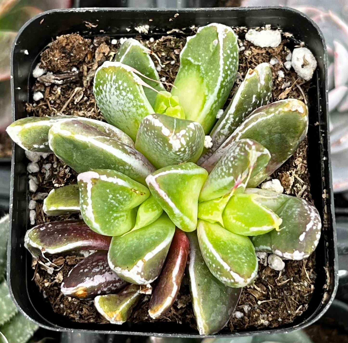 Faumatium Hybrid