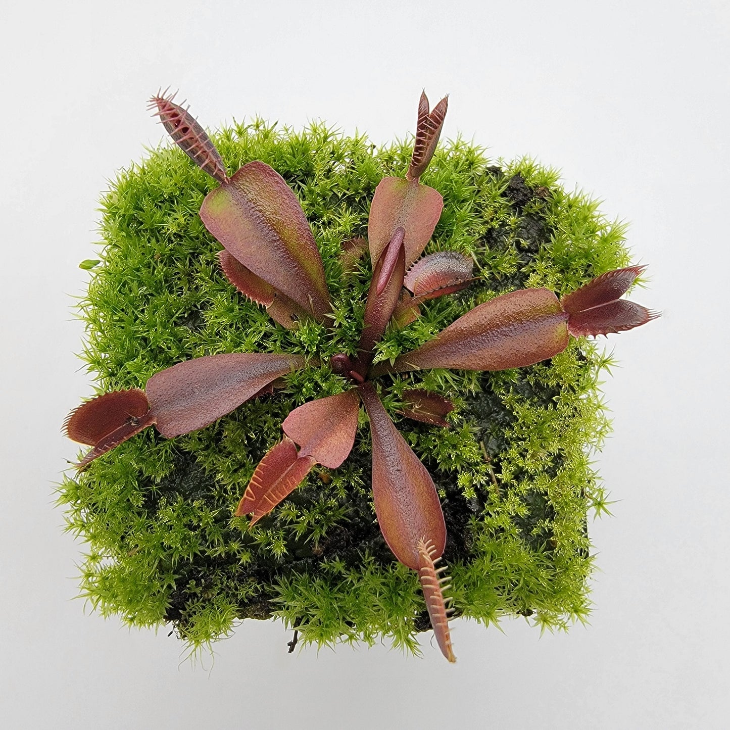 Venus flytrap (Dionaea muscipula) "Red Shark Teeth"