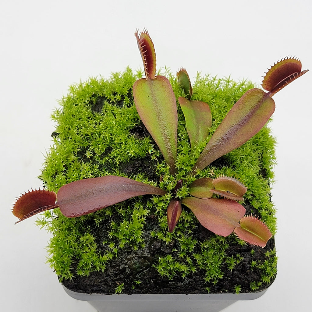 Venus flytrap (Dionaea muscipula) "Red Shark Teeth"