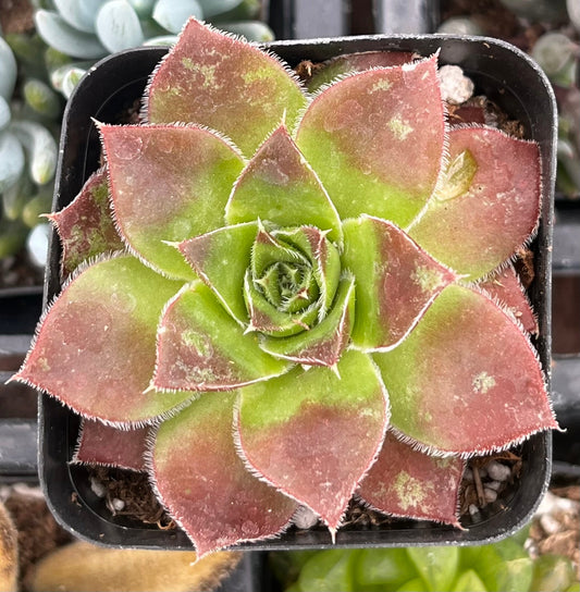 Sempervivum Strawberry Kiwi