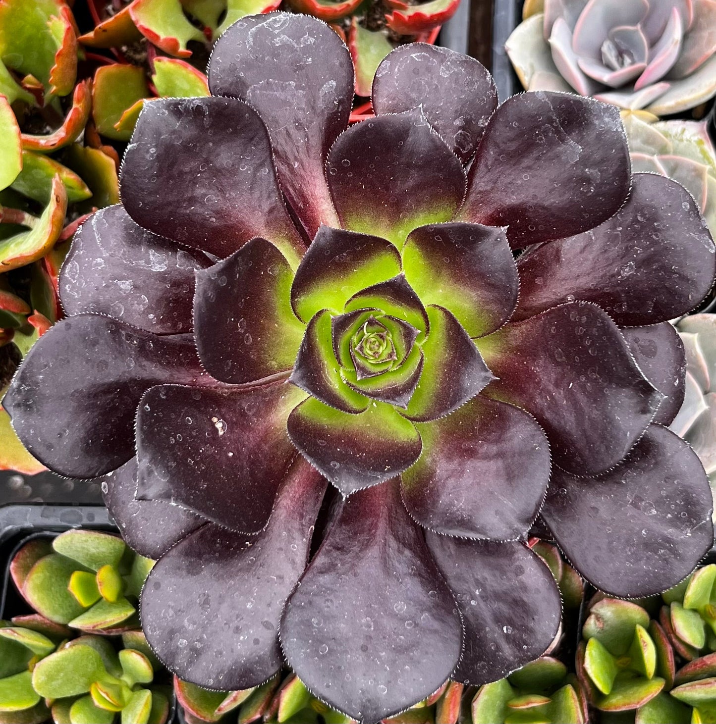 Aeonium Black Rose Zwartkop