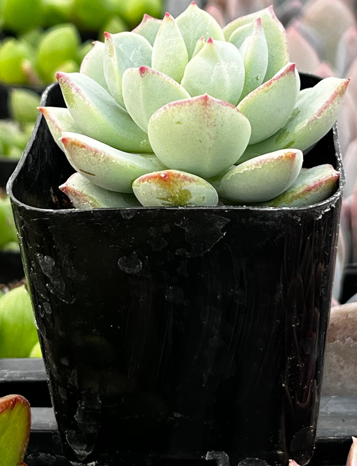Echeveria Tippy Pink