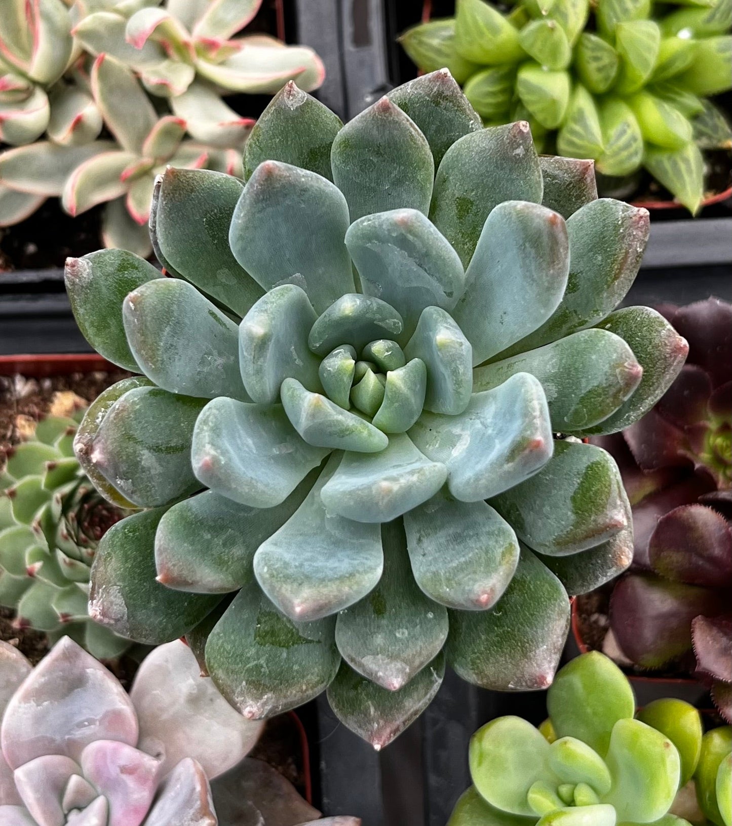 Echeveria Blue