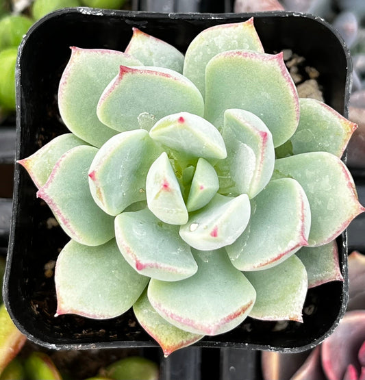Echeveria Tippy Pink