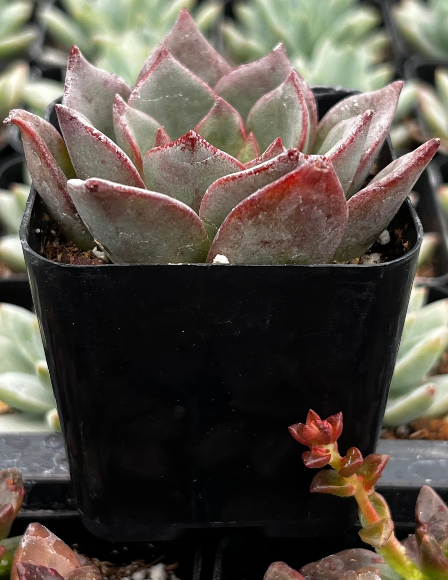 Echeveria Moranii