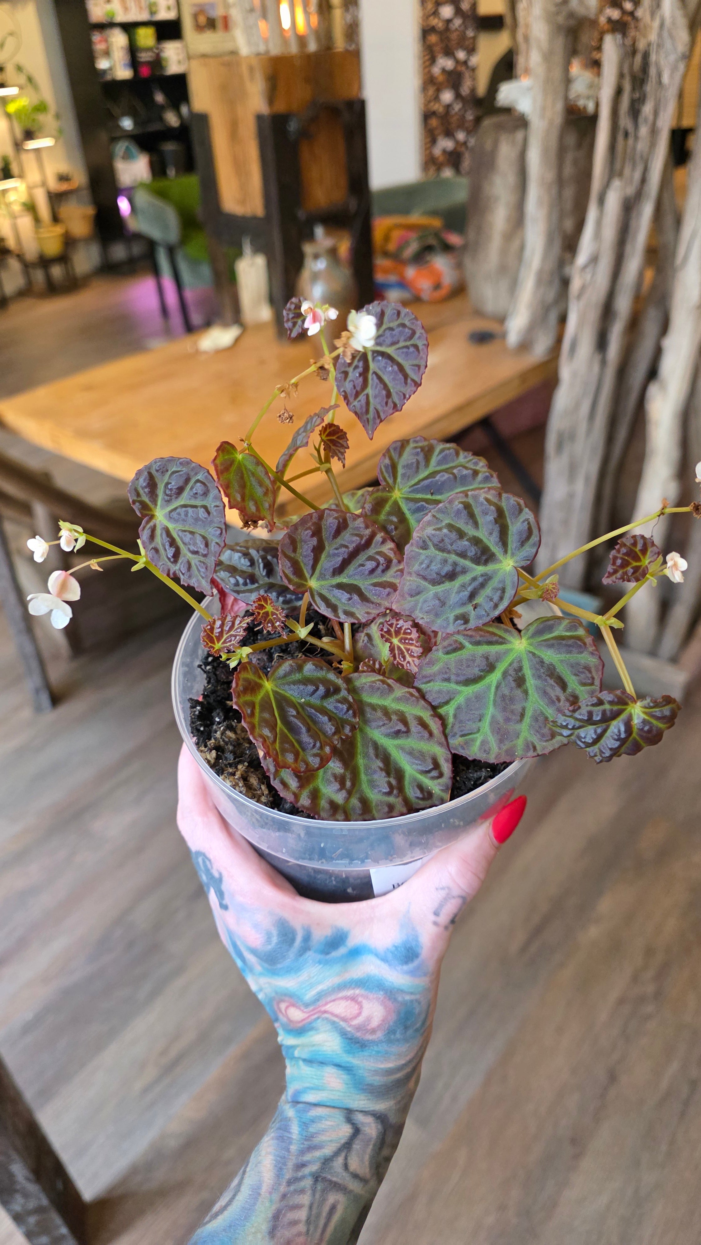 Begonia Green Jewel