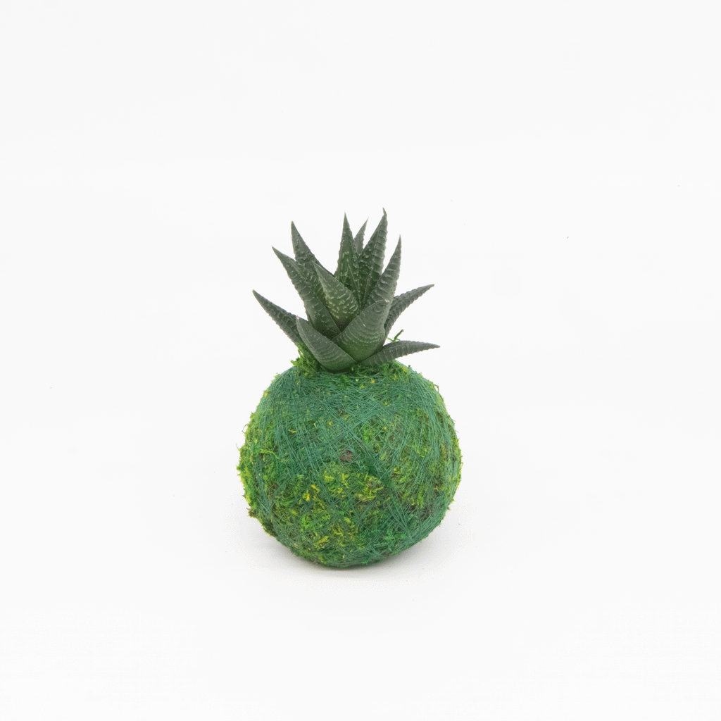 Mini Kokedama | Moss Ball Kokedamas
