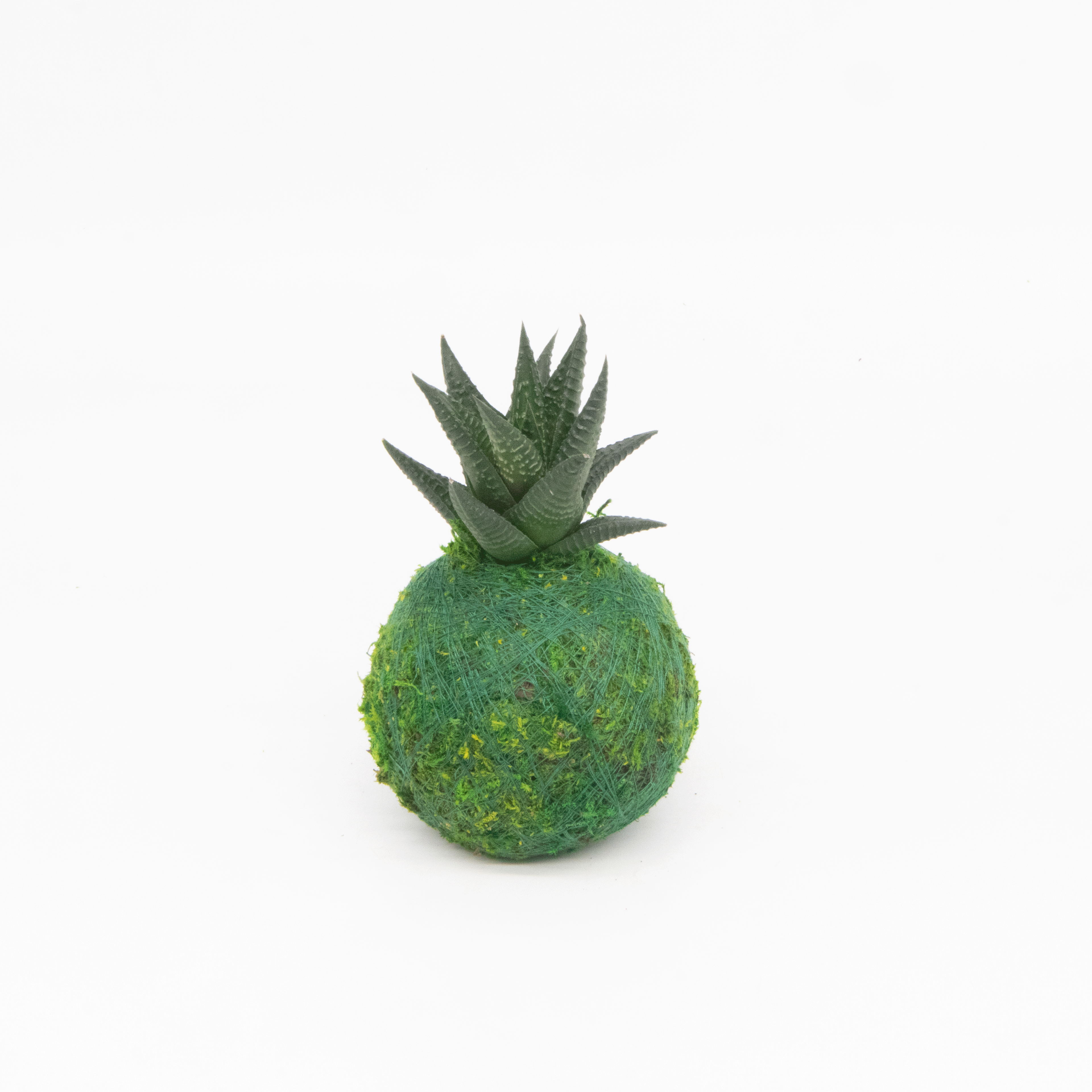 Mini Kokedama | Moss Ball Kokedamas