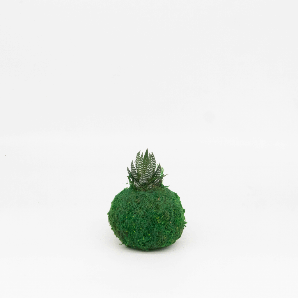 Mini Kokedama | Moss Ball Kokedamas