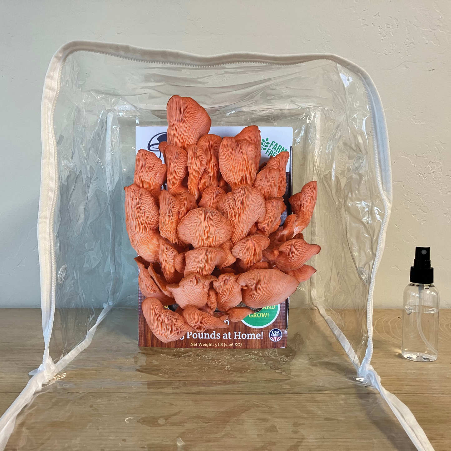 Premium Pink Oyster Mushroom Growing Kit - 5 LBS
