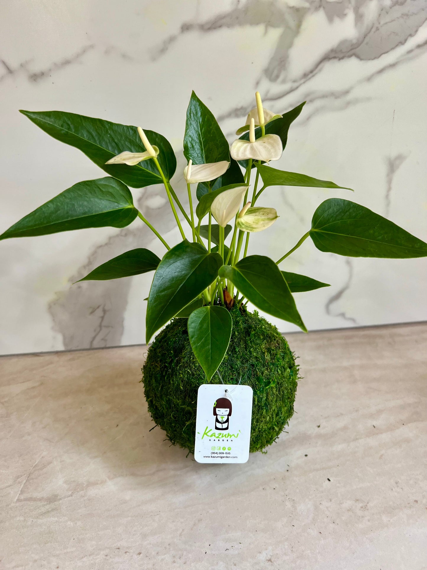 Anthurium | Moss Ball Kokedamas
