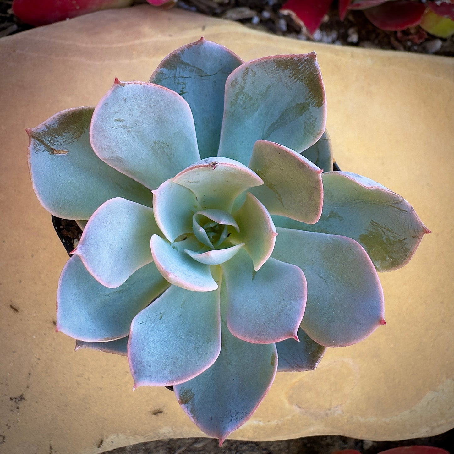 Echeveria Subsessilis