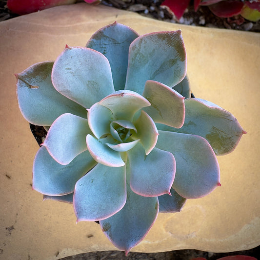 Echeveria Subsessilis