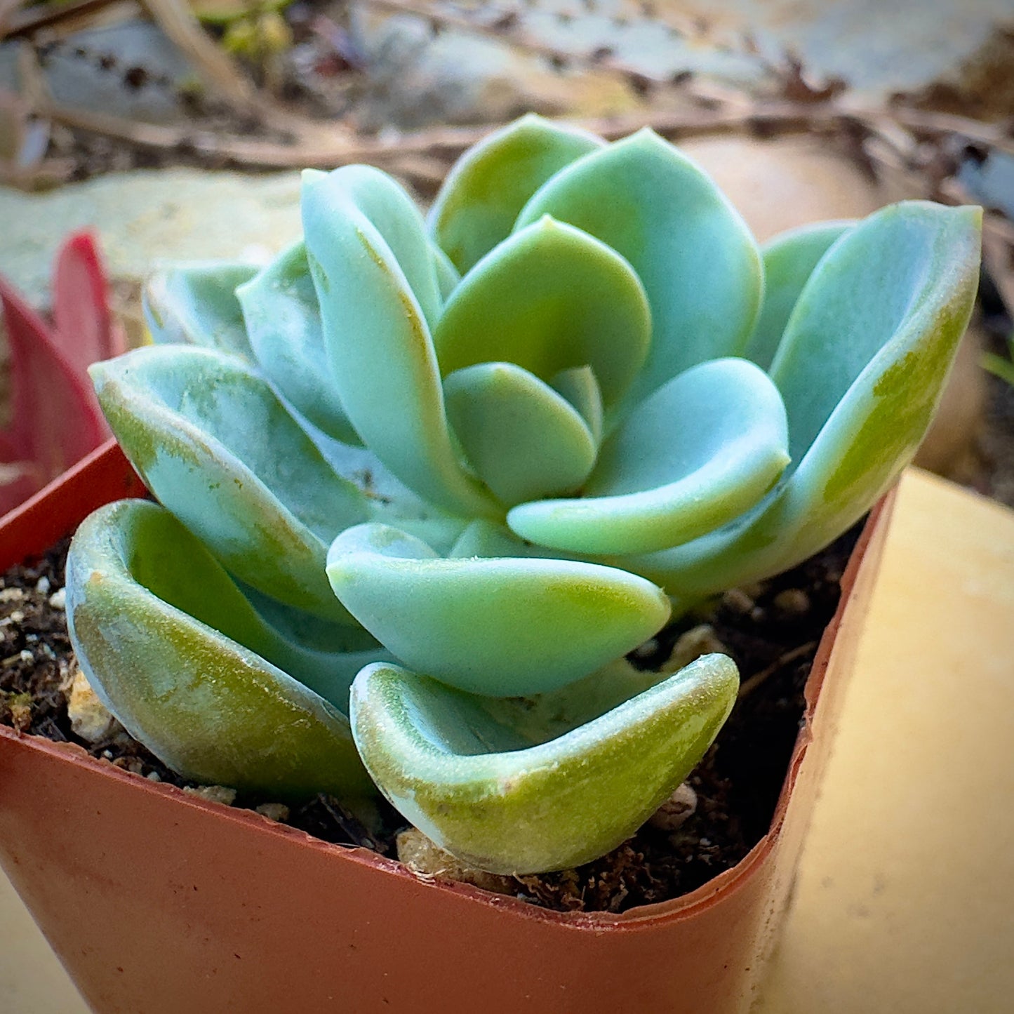 Echeveria Ice Green