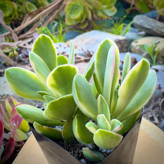 Variegated Crassula Ovata